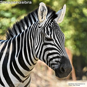 Zebra