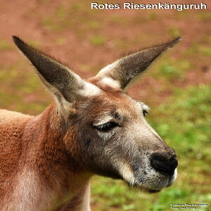 Rotes Riesenkänguruh