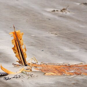 strandgut