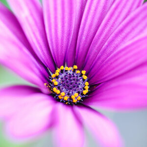Osteospermum