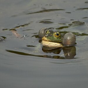 Frosch in der Gruga
