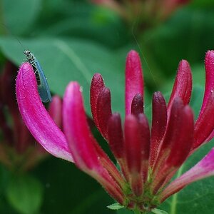Blüte