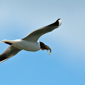 Möwe