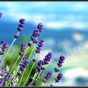 Lavendel