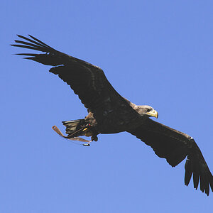 Seeadler 1