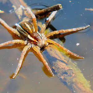 Jagdspinne