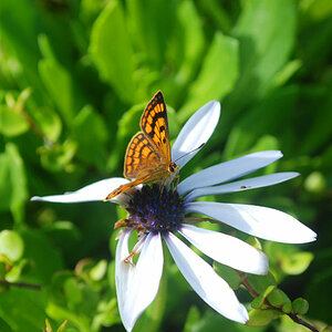 butterfly