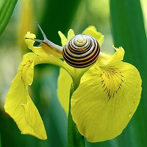 Bänderschnecke