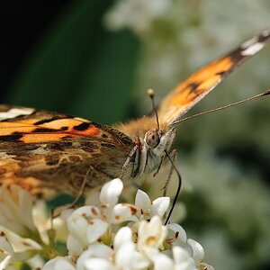 Schmetterling