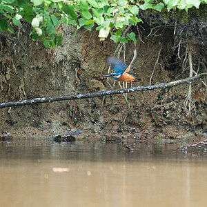 Eisvogel10