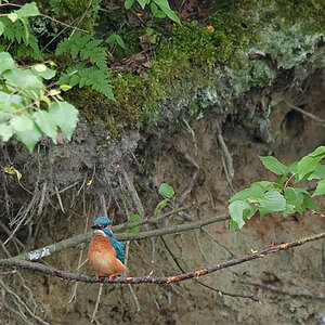 Eisvogel11