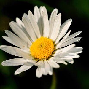 Blume