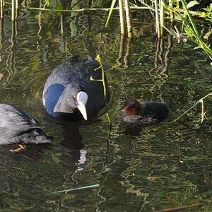 Familie Blässhuhn