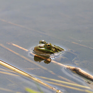 Frosch