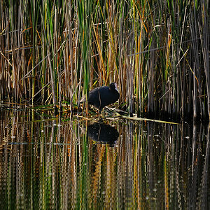 Kastenweiher05.09 Blaesshuhn01