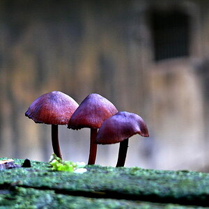 3 pilze