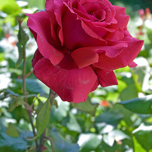 rote rose im schatten