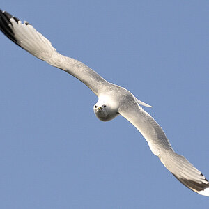 möwe emden
