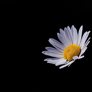Margeriten