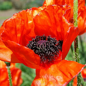 London Mohn 1021