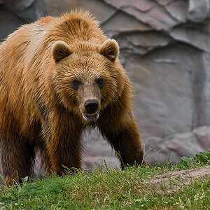 Kodiak 0218