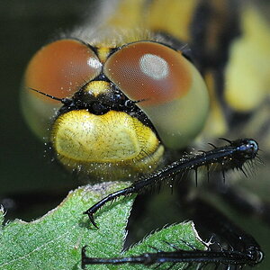 Libelle 040