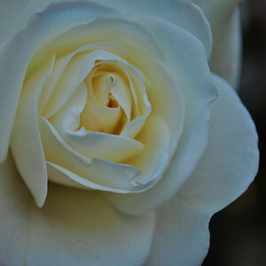 Weisse Rose