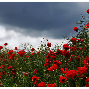 mohn1