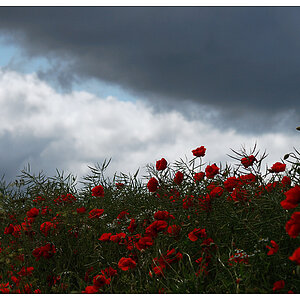 mohn2