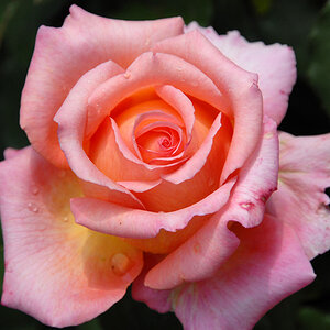 mainau rose