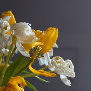 Verblüte Tulpen