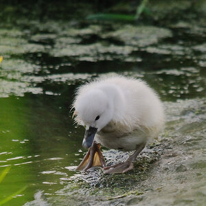 Kastenweiher Schwanenkueken09