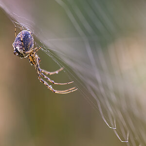 herbstspinne5