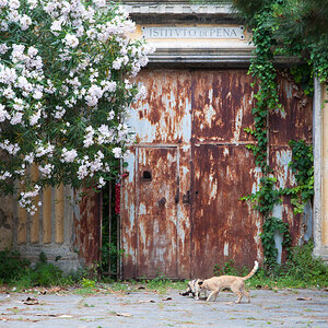 Katzenliebe auf Procida
