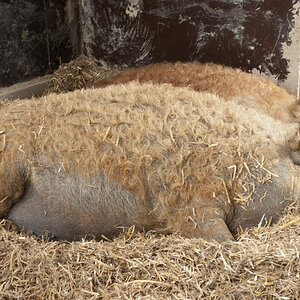 Wollschwein