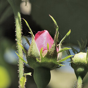 eine rose wird eine rose wird eine rose