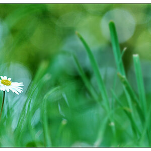 NC blume1