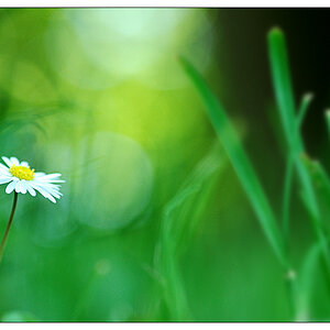 NC blume2