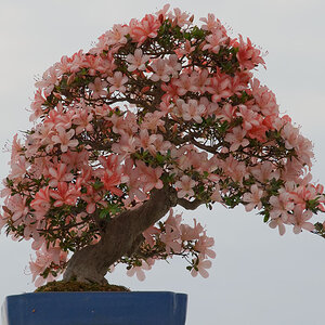 Bonsai