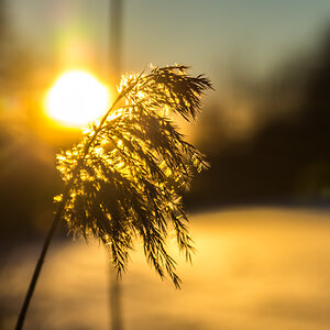 2017 01 19 DSC 05826