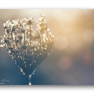 Winter-Light