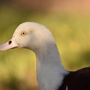 201610_Radjah shelduck_2