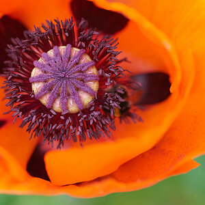 Mohnblüte22