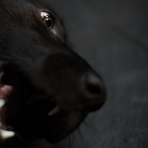 gekraulter Hund3