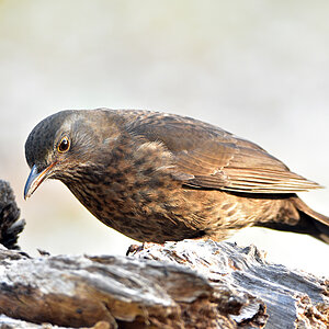 DSC 3320 Amsel