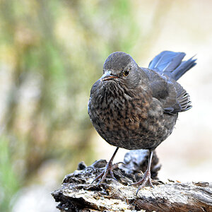 DSC 3294 Amsel