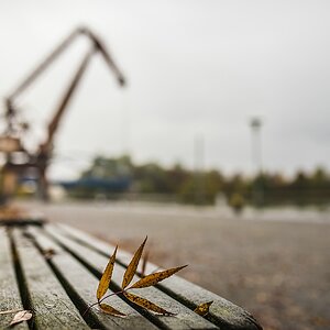 Mohrkran im Hafen