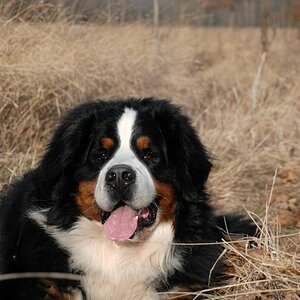 Maddox2