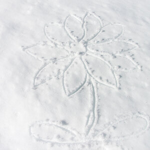 Schneeblume