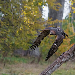 Steinadler